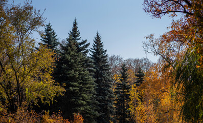 Wall Mural - a serene forest scene with evergreen conifers and trees sporting autumn foliage in shades of yellow and orange, against a clear blue sky.