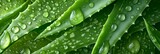 Fototapeta Miasto - Closeup view of aloe vera plant leaves in field.