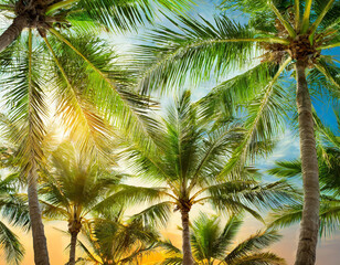 Poster - palm tree blue sky background