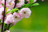 Fototapeta Lawenda - Pink cherry tree blossom branch close-up