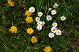Fototapeta Lawenda - Daisies and dandelions in the grass