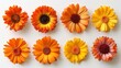 Vibrant Orange Calendula Flower Composition Generative AI