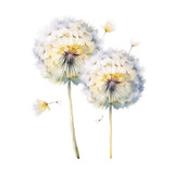Fototapeta Dziecięca - Watercolor dandelions with floating seeds isolated on white background.