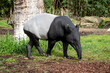 Paris, France - 04 06 2024: The menagerie, the zoo of the plant garden. View of a Malayan tapir  in a park.