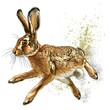 Color hare running on white , graphical illustration generated with AI