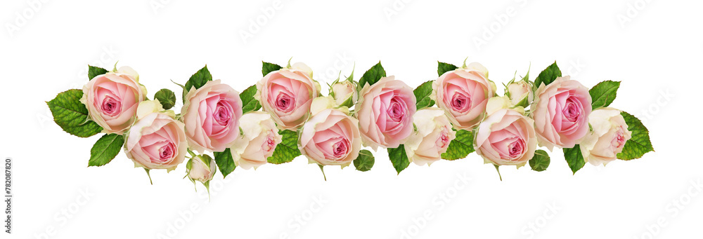 Plant Line Roses Small pink rose flowers in a line floral arrangement isolated on white ...