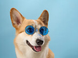 Fototapeta Konie -  A whimsical Pembroke Welsh Corgi dons blue sunglasses, its cheerful demeanor captured against a sky blue backdrop. The playful accessory complements the dog's jovial personality