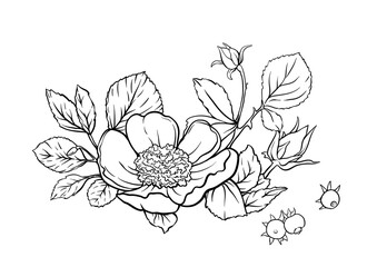 Wall Mural - Boutonniere of wild rose flowers and berries Clip art, set of elements for design Outline hand drawing vector illustration. In botanical style