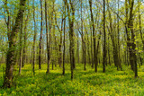 Fototapeta Na sufit - Spring green forest in sunlight. Freshness of nature