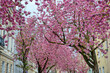 Kirschblüte in einer Straße in Bonn