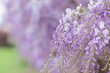 Close up macro on glycine flowers in full bloom during springtime.