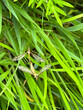 Mating mosquito in the summer grass.