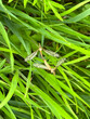 Mating mosquito in the summer grass.