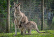 Paris, France - 04 06 2024: The menagerie, the zoo of the plant garden. View of a mother giant kangaroo and it's baby.