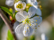 Closeup of plum-tree flowers in blossom