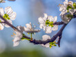 Plum-tree twig with flowers in blossom