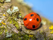 Ladybug on moss-covered plum-tree branch