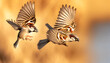 Two sparrows in mid-flight, with one in the foreground and the other slightly behind it, both captured in sharp detail