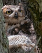 Great Horned Owl feeding owlet
