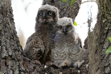 great horned owlets