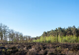 Fototapeta Konie - young birch trees with fresh spring leaves on edge of forest near Leusden and Amersfoort in holland