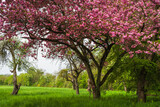 Fototapeta  - Blooming tree Prunus serrulata Kanzan on a green meadow in springtime  - large pink blossoms