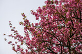 Fototapeta  - Blloming tree Prunus serrulata Kanzan against the sky in springtime  - large pink blossoms