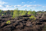 Fototapeta Konie - young birch trees with fresh spring leaves on leusder hei near Leusden and Amersfoort in holland