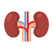 Kidney Renal on White Background. Vector