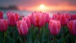 Closeup pink tulips in pastel coral tints at blurry background, Fresh spring flowers in the garden with soft sunlight for your horizontal floral poster, wallpaper or holidays card, generative ai
