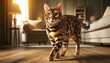 A bengal cat with a rosetted coat, walking gracefully across a wooden floor. The cat's pattern is striking with bold black