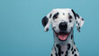 Studio portrait of a dalmatian dog with a happy face, on pastel blue background