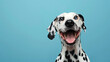 Studio portrait of a dalmatian dog with a laughing face, on pastel blue background