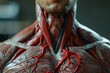 The structure of the upper shoulder girdle with muscles, arteries and ligaments at the neck and shoulders, abstract anatomical model