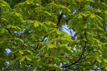 Sticker - Chestnut buds and fresh green leaves.