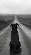 Dog in road, a solitary figure against the asphalt expanse