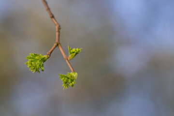 Poster - Tiny green flowers of a maple tree.