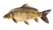 Carp or Cyprinus carpio, common carp fish isolated on white background