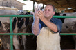 © caftor - Farmer prepares for artificial insemination of cows