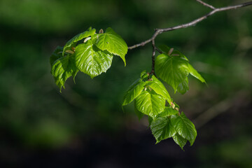 Poster - Fresh green linden leaves on a twig.