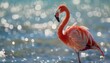 Flamingo standing on a beach. Wildlife and tropical vacation concept. Suitable for travel