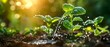 Nurturing Growth: Seedlings Bathed in Sunlight. Concept Gardening Tips, Indoor Plants, Sunset Garden Views, Balcony Oasis