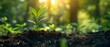 Seedling of Prosperity: Nature's Metaphor for Economic Growth. Concept Personal Finance, Investing, Wealth Building, Financial Growth, Nature and Economy