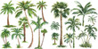 Palm trees. Tropical tree green leaves, beach palms and retro california greenery