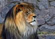  head of an adult lion with a large mane