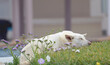 Duży biały pies śpiący wśród kwiatów, Midoun Tunezja