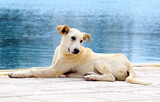Fototapeta  - Duży pies odpoczywający nad brzegiem wody w Midoun Tunezja