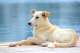 Fototapeta  - Duży pies odpoczywający nad brzegiem wody w Midoun Tunezja