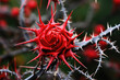 A firewall that grows thorns like a rosebush, becoming more intricate and prickly in response to the intensity of an attack.