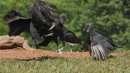 Wall Mural - Black vulture in the rainforest of Costa Rica 